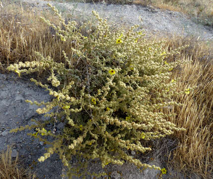 Image of Verbascum fruticulosum Post