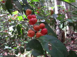 Image of Cyclophyllum multiflorum S. T. Reynolds & R. J. F. Hend.