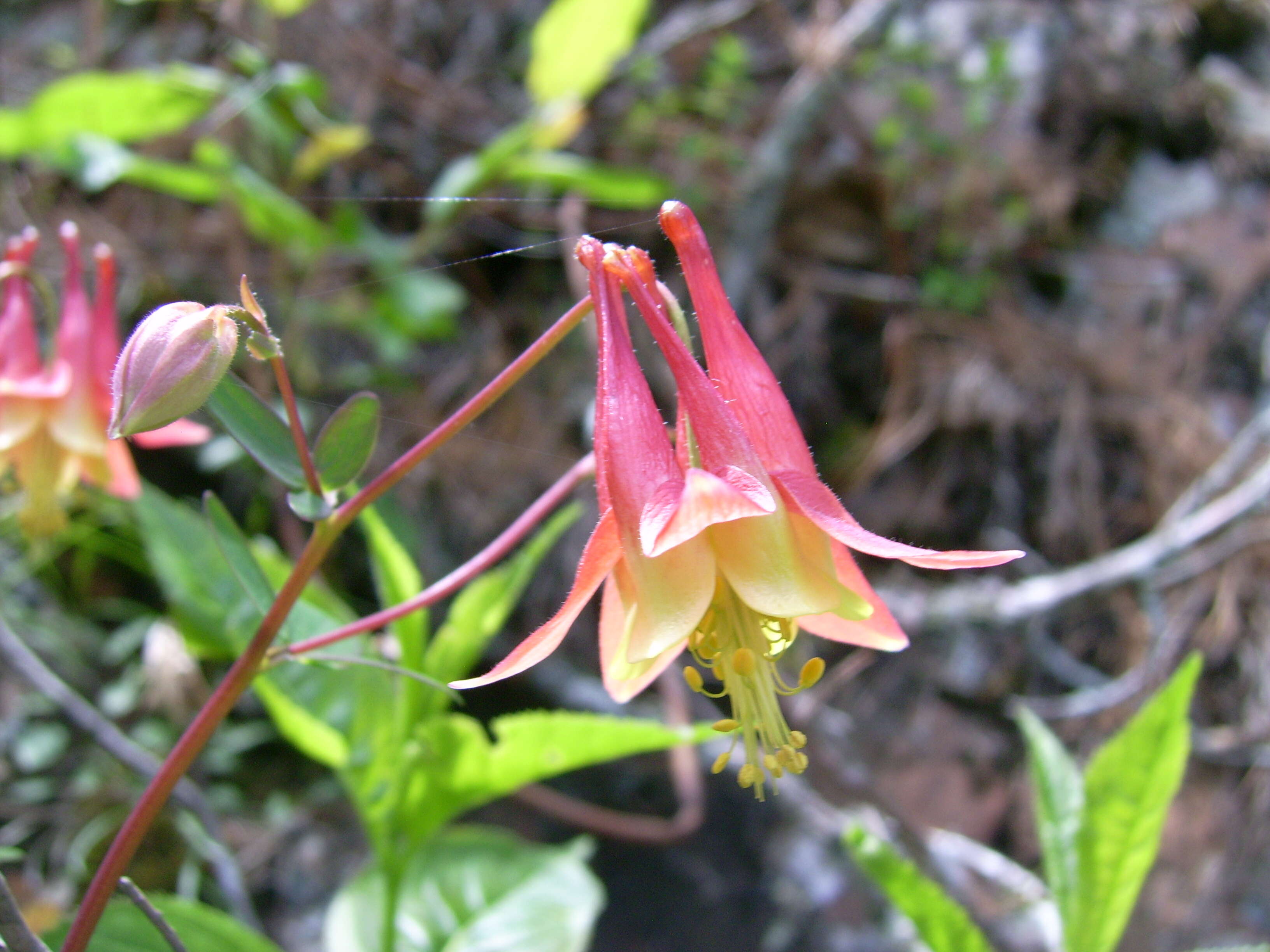 Image of red columbine