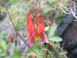 Image of red columbine