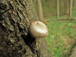 Слика од Pleurotus calyptratus (Lindblad ex Fr.) Sacc. 1887