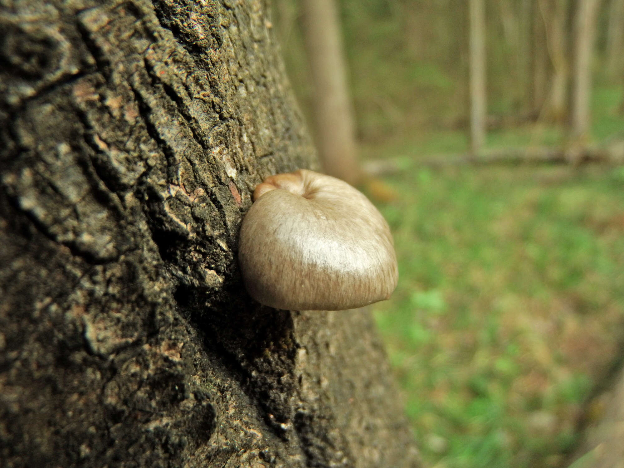 Слика од Pleurotus calyptratus (Lindblad ex Fr.) Sacc. 1887