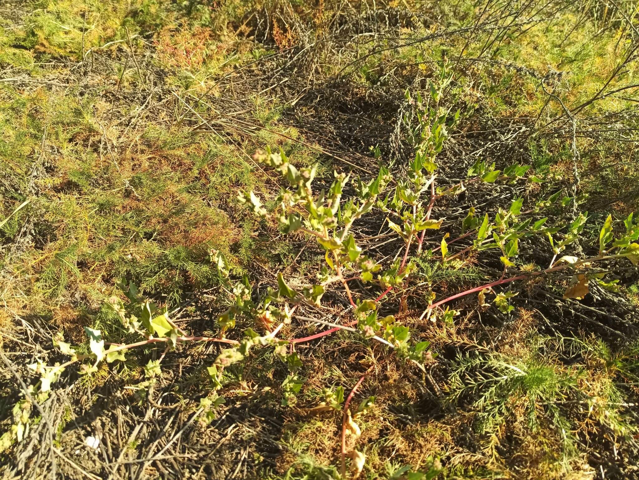 Imagem de Atriplex sibirica L.