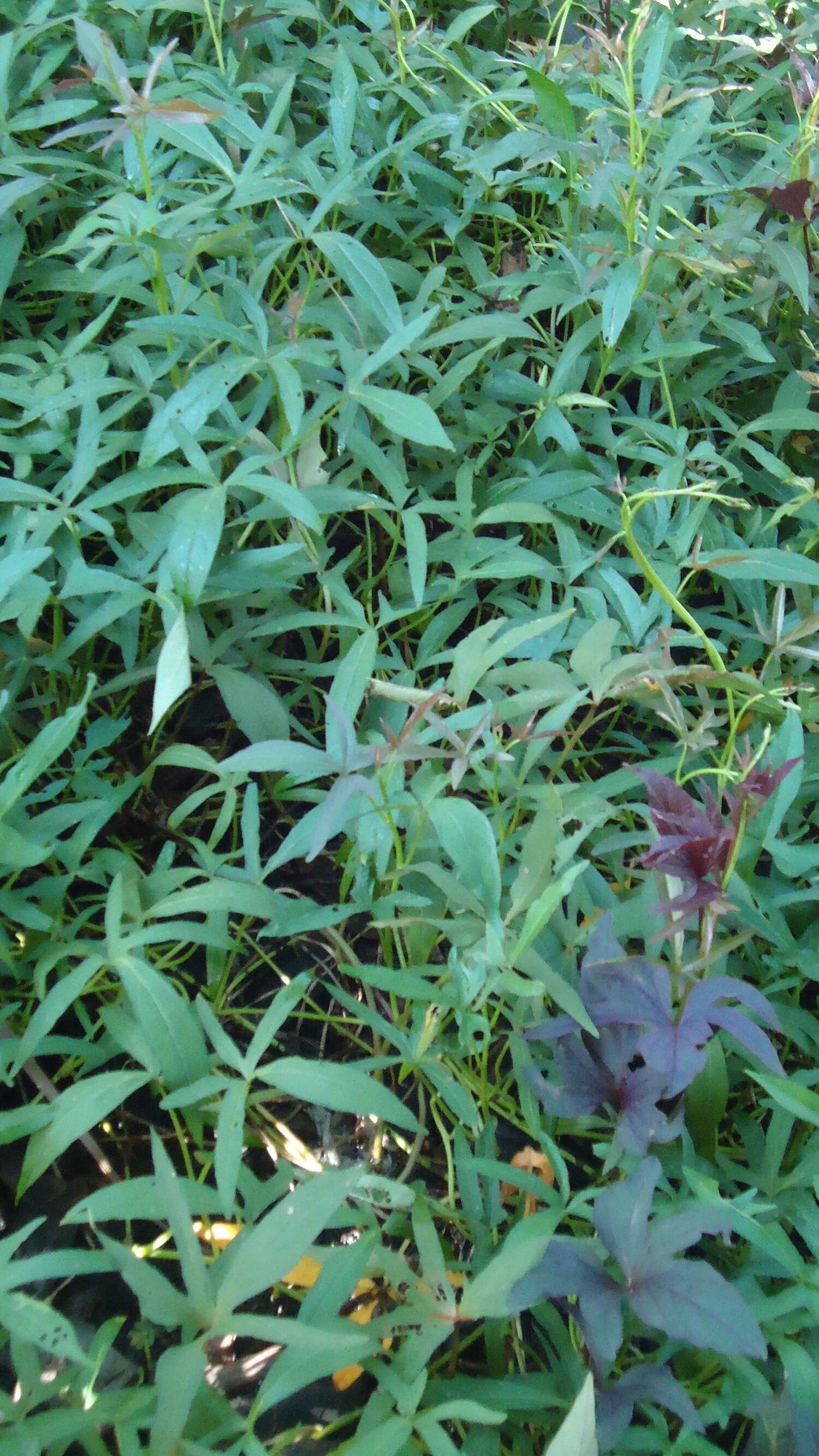 Image of sweet potato