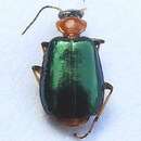 Image of Green-winged Lebia