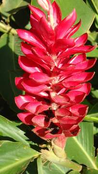 Image of Alpinia