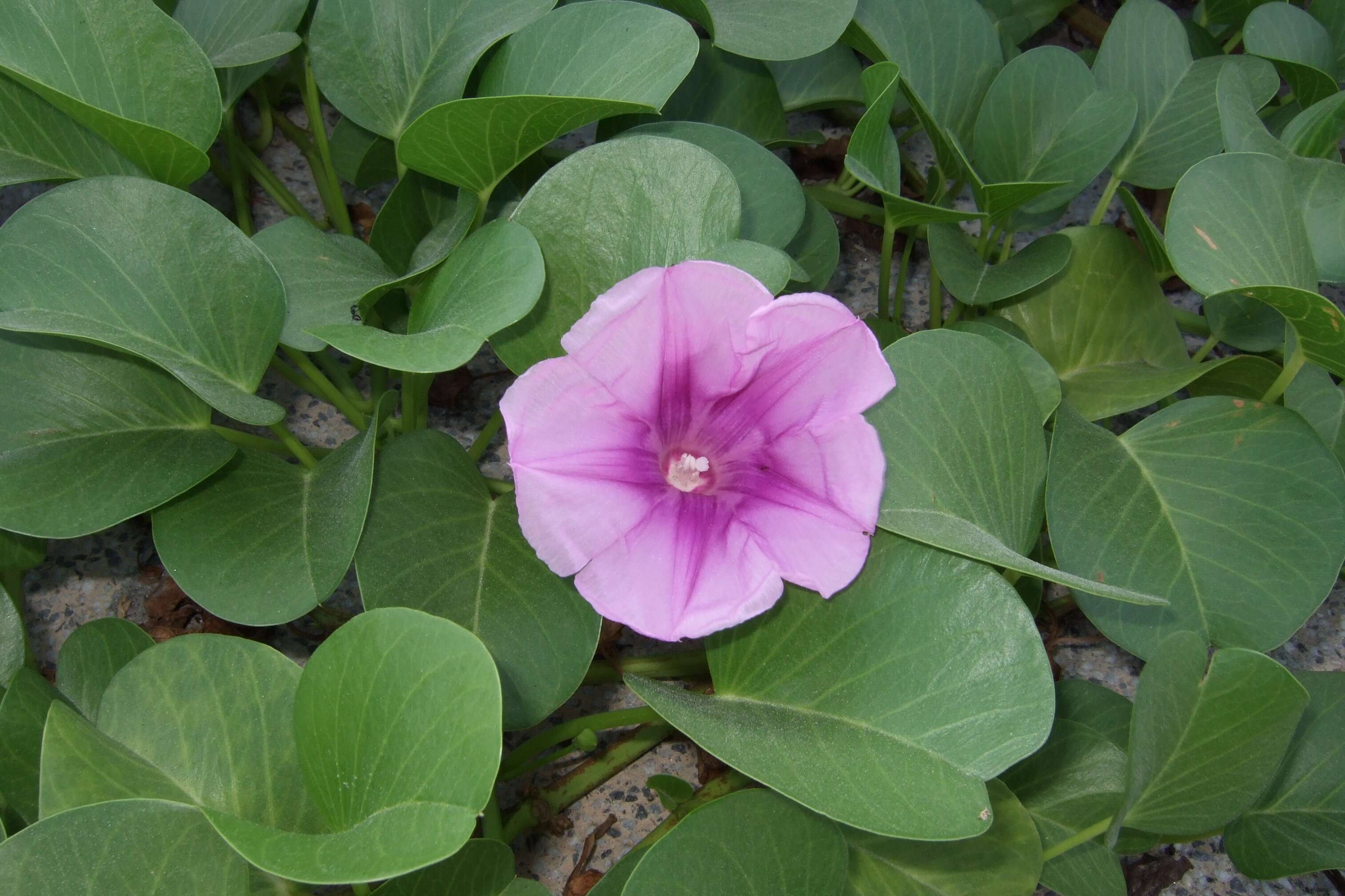 Ipomoea pes-caprae (L.) R. Brown resmi