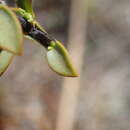 Sivun Veronica pimeleoides subsp. pimeleoides kuva