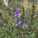 Imagem de Salvia forskaehlei L.