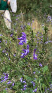 Imagem de Salvia forskaehlei L.