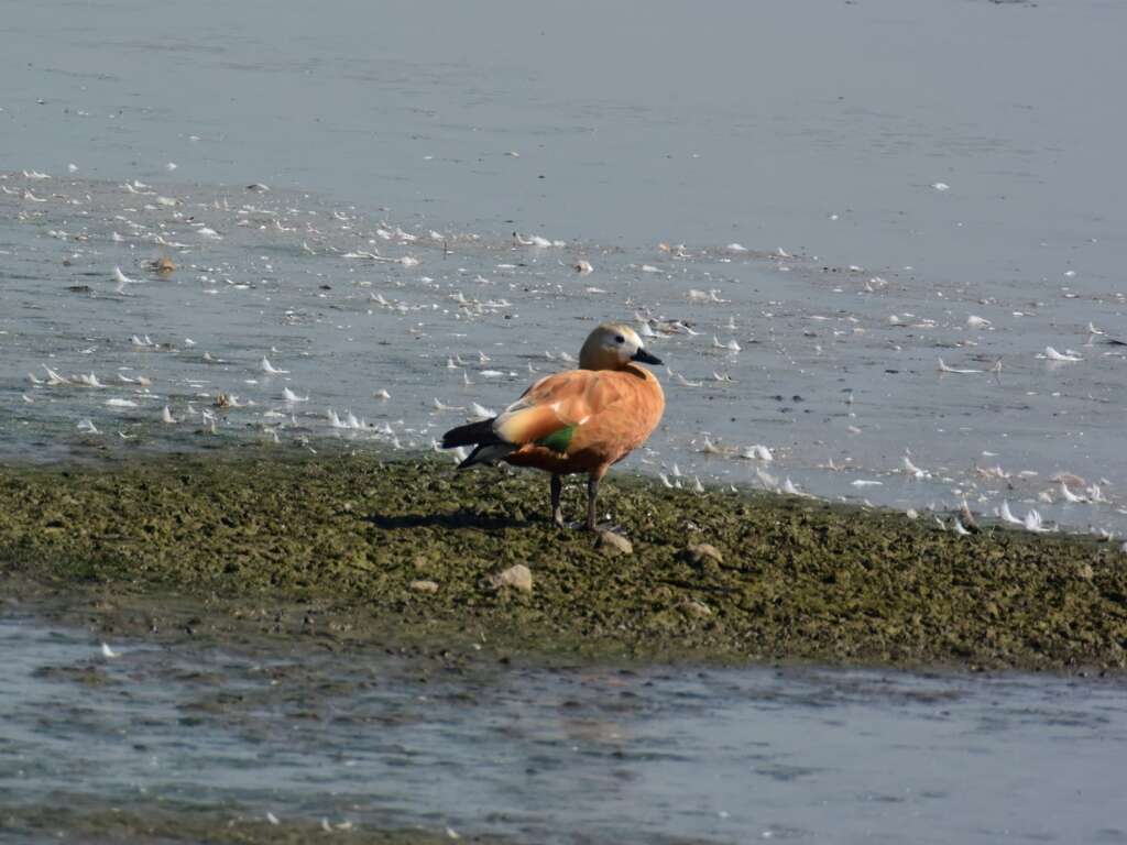 Image of Ruddy Shelduck