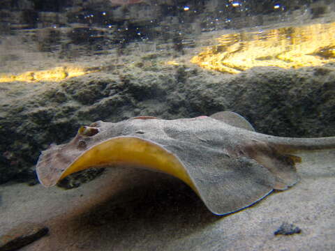 Image of Bullseye Round Stingray