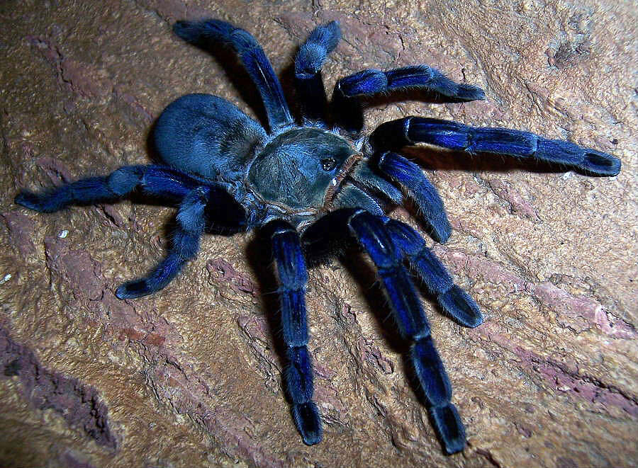 Image de Haplopelma lividum