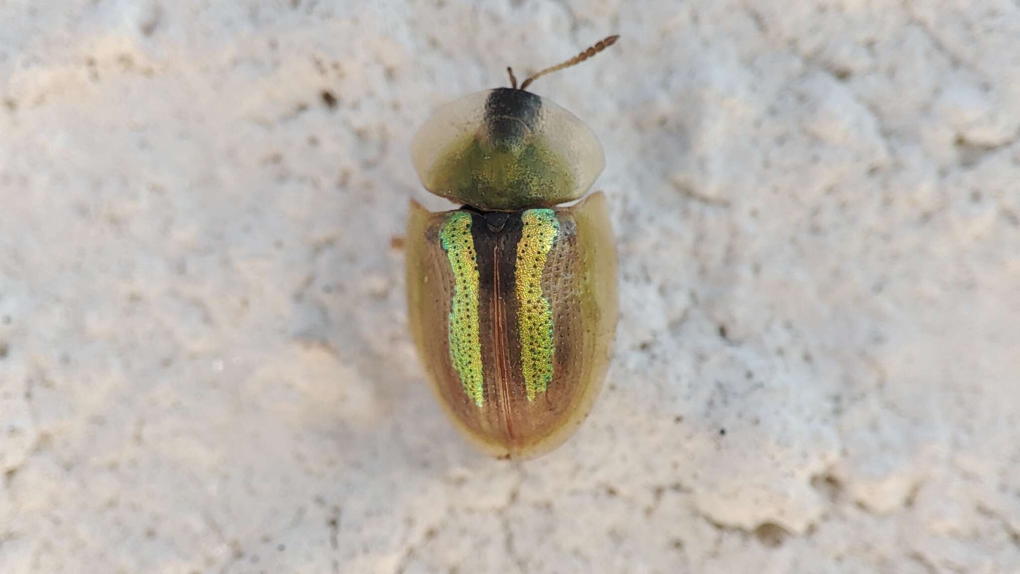 Image of Beet Beetle