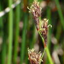 Image of Machaerina rubiginosa (Biehler) T. Koyama