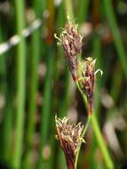 Image of Machaerina rubiginosa (Biehler) T. Koyama