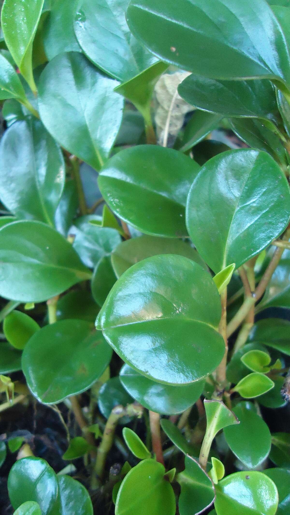 Peperomia obtusifolia (L.) A. Dietr. resmi