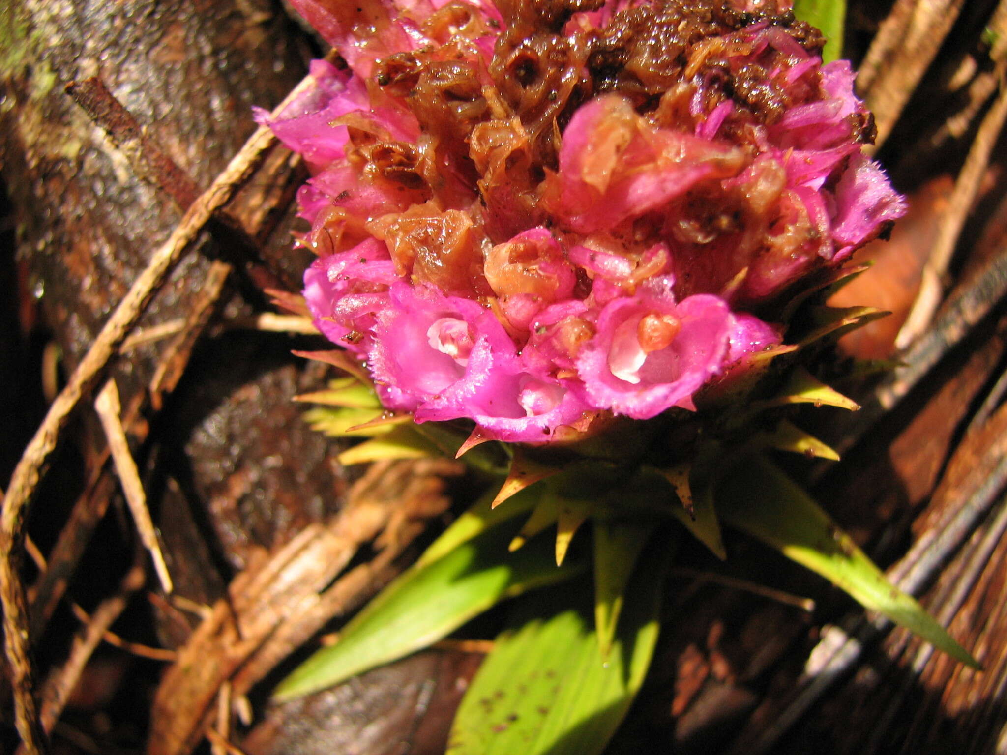 Image of Elleanthus capitatus (Poepp. & Endl.) Rchb. fil.