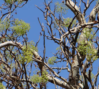 Image of Steganotaenia araliacea Hochst.