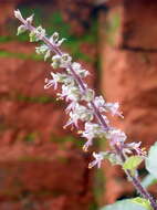 Image of holy basil