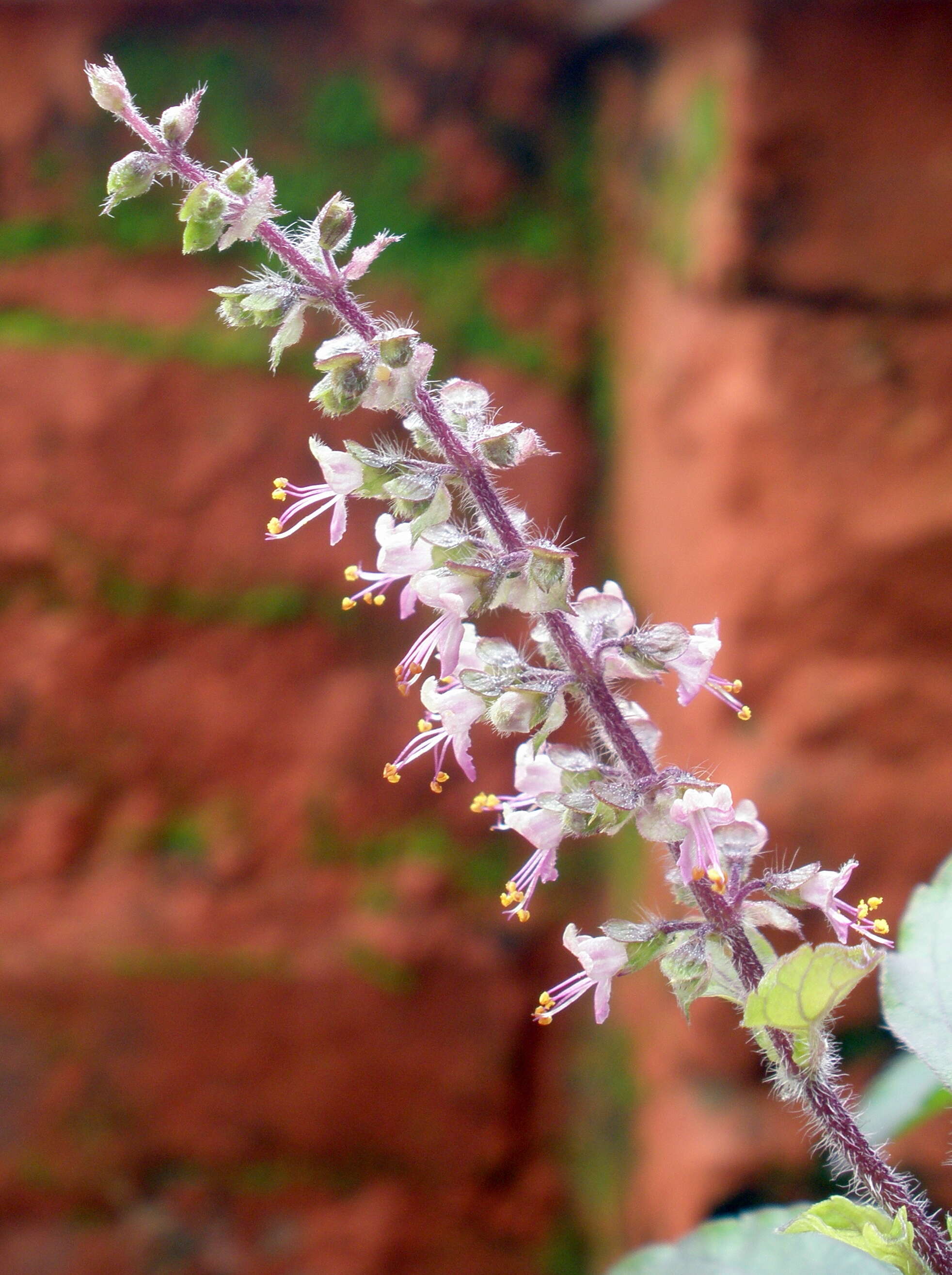 Image of holy basil