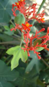 Imagem de Jatropha podagrica Hook.