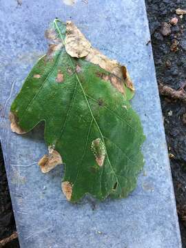 Image of European Oak Leafminer