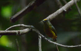 Image of Olive-backed Euphonia