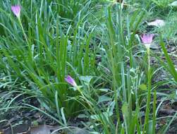 Zephyranthes rosea Lindl. resmi