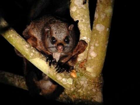 Image of Indian Giant Flying Squirrel