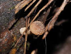 Image de Armillaria hinnulea Kile & Watling 1983