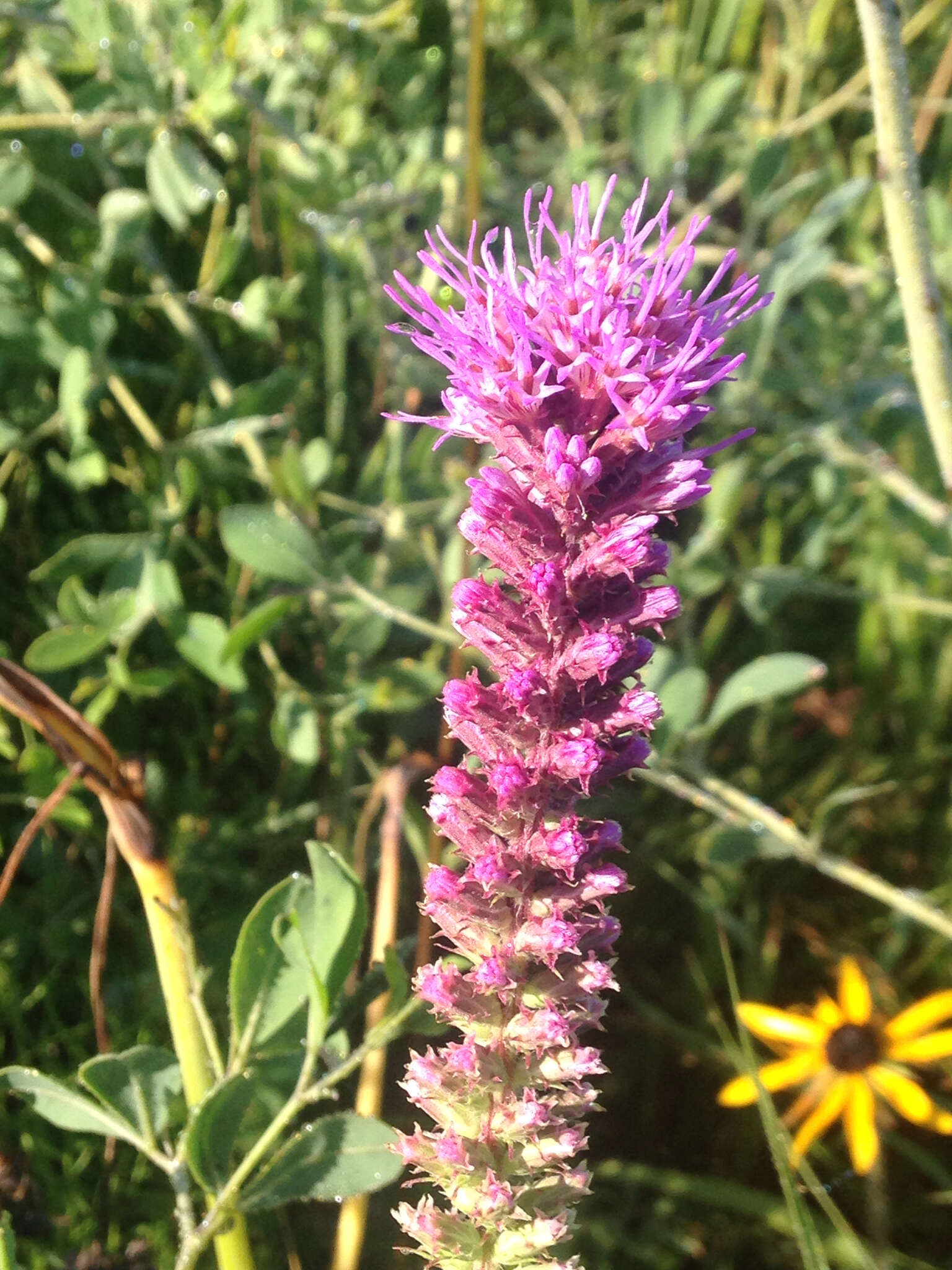 Image of prairie blazing star