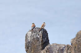 Image of Falco sparverius fernandensis (Chapman 1915)