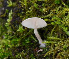 Слика од Clitocybe semiocculta Cleland 1927