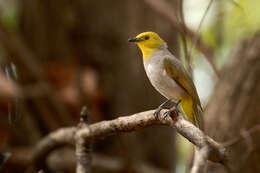 Image of Yellow-throated Bulbul