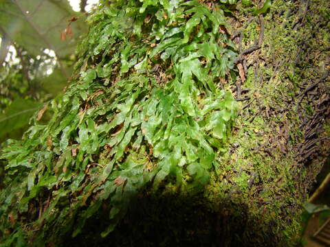 Image of Polyphlebium venosum (R. Br.) Copel.