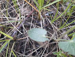 Слика од Ranunculus cardiophyllus Hook.