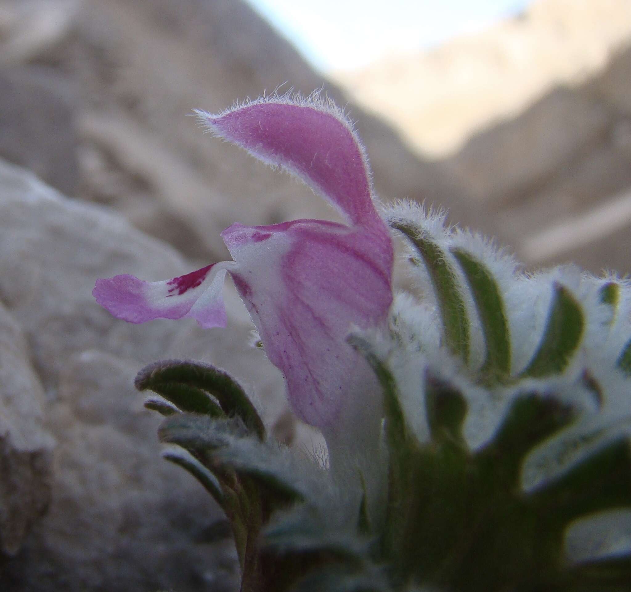 Слика од Lamium eriocephalum Benth.