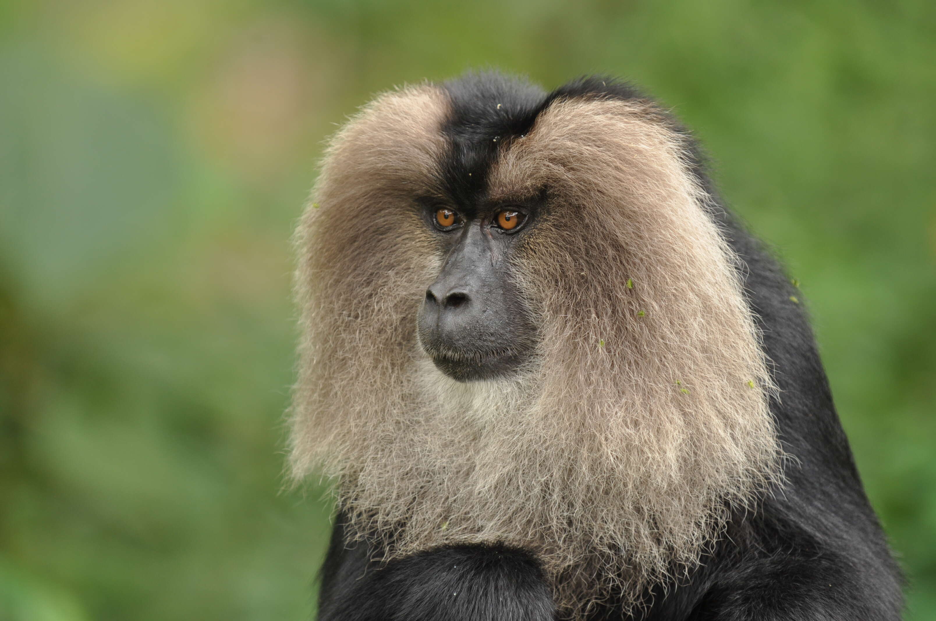 Image of Lion-tailed Macaque