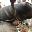 Image of Round Bullet Gall Wasp