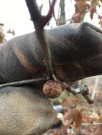 Image of Round Bullet Gall Wasp