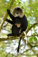 Image of Lion-tailed Macaque