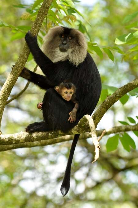 Image of Lion-tailed Macaque