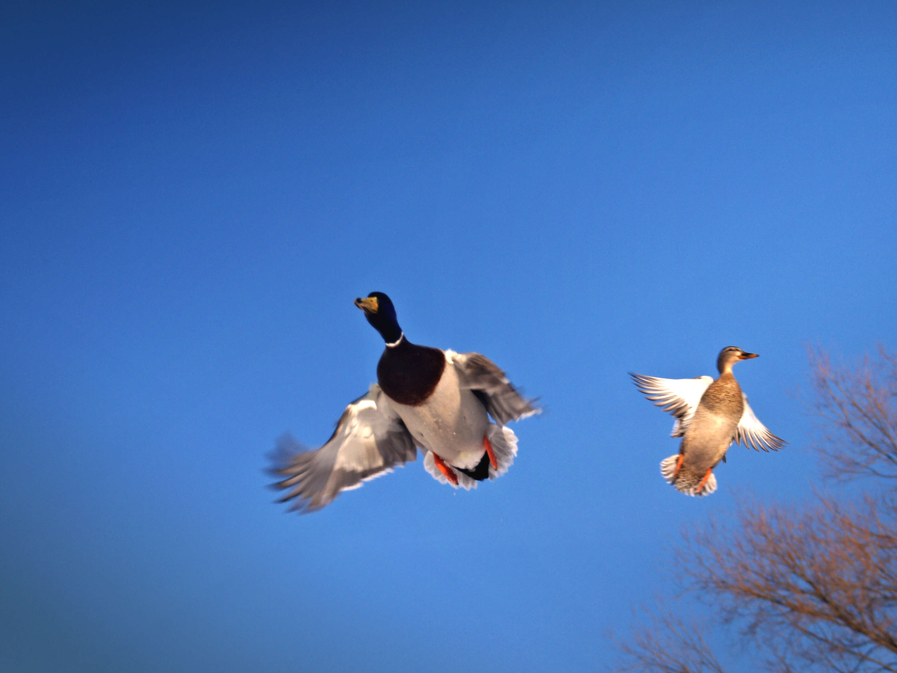 Image of Common Mallard