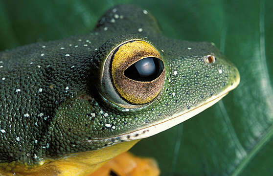 Image of Malabar Gliding Frog