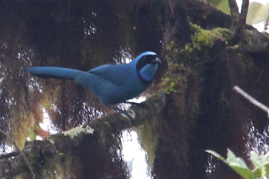 Image of Turquoise Jay