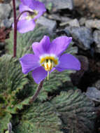 Image of Pyrenean-Violet