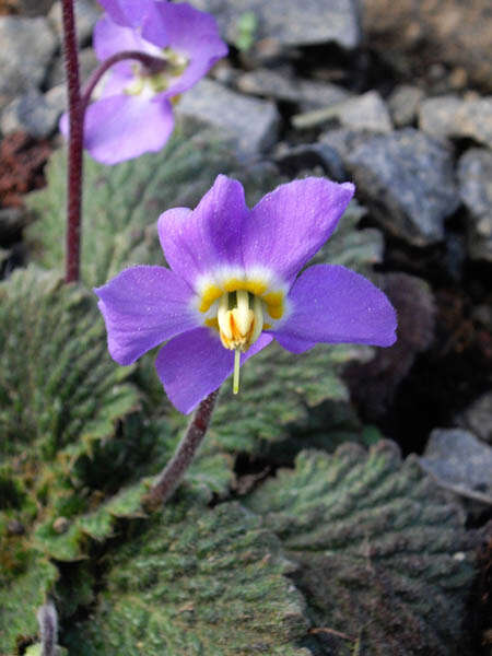 Image of Pyrenean-Violet