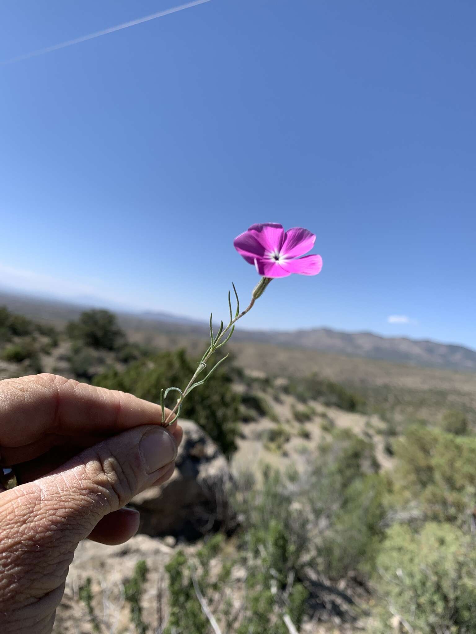 Imagem de Phlox nana Nutt.