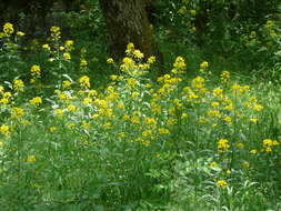 Image of Erysimum aureum M. Bieb.